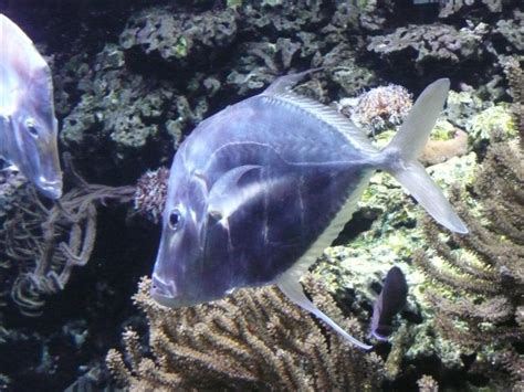 vomer fish|Aquarium Fish: Reconsidering the Lookdown (Selene vomer).